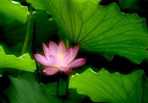 荷花爆料二次曝光视频,揭秘幕后真相与精彩瞬间